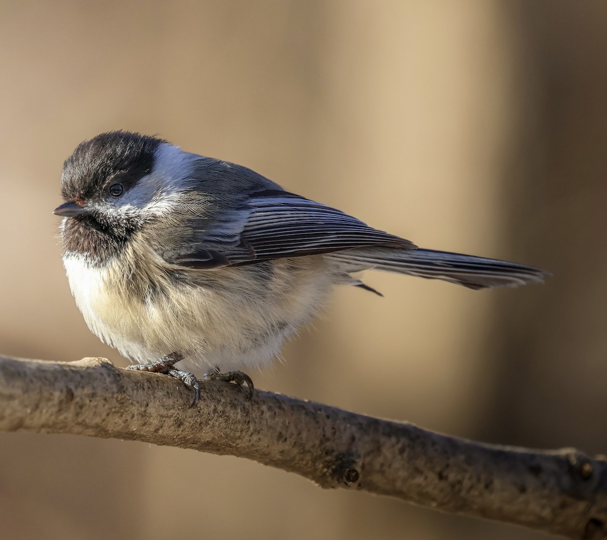 sýkora černohlavá - ML630977506
