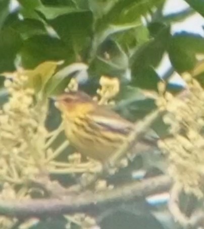 Cape May Warbler - ML630977522