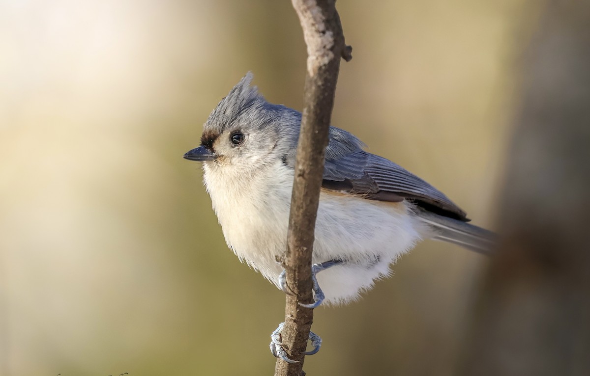 sýkora rezavoboká - ML630977525