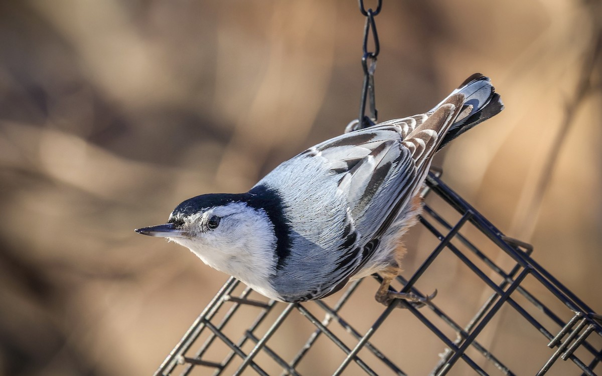 brhlík běloprsý - ML630977538