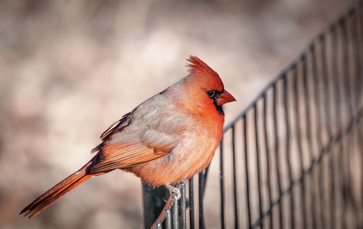 kardinál červený - ML630977563