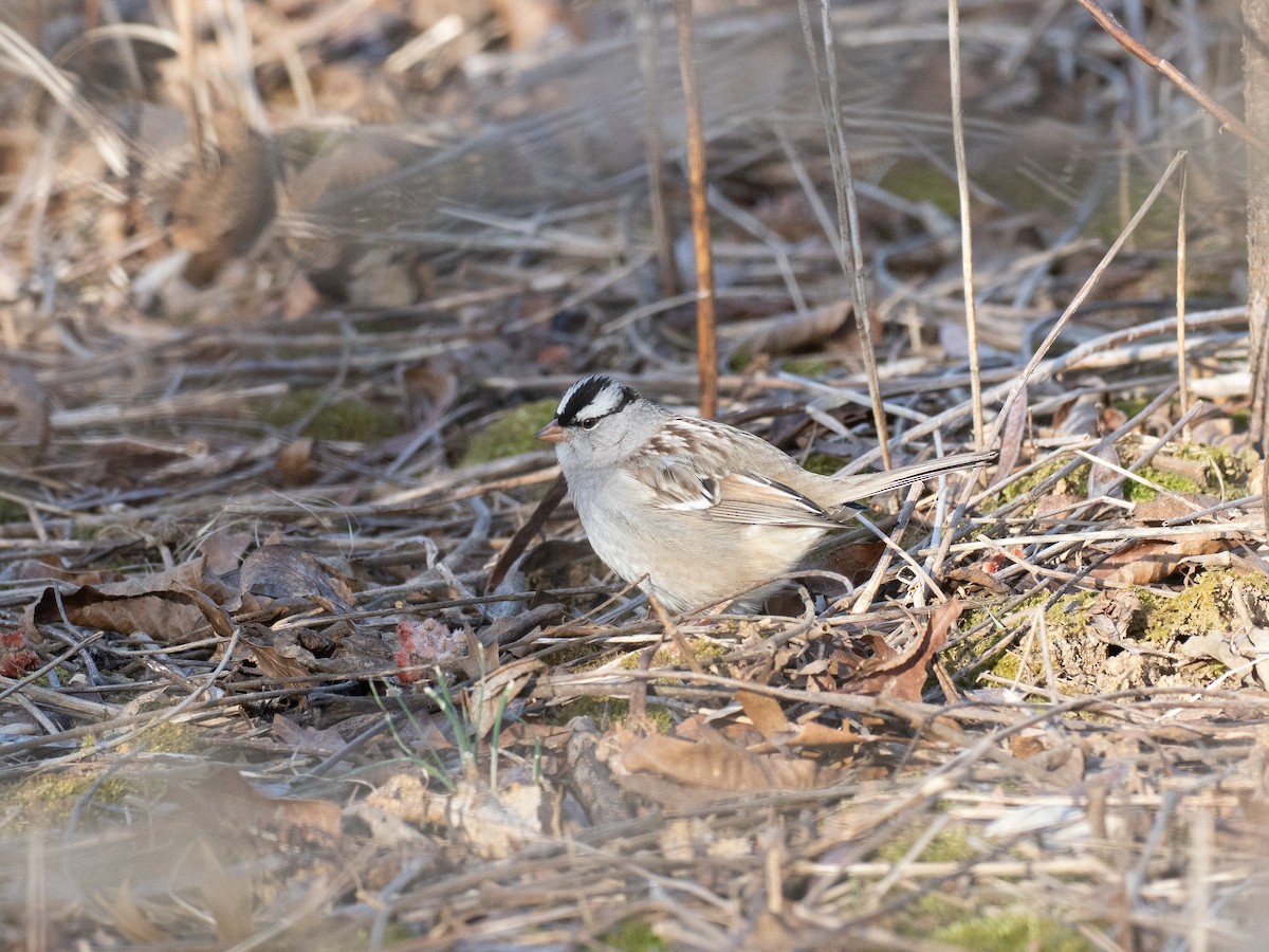 White-crowned Sparrow - ML630977589