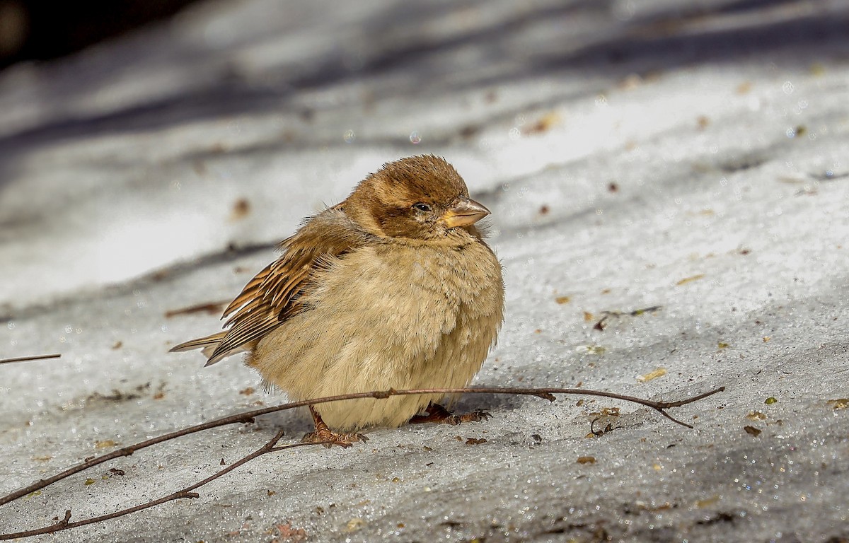 vrabec domácí - ML630977604