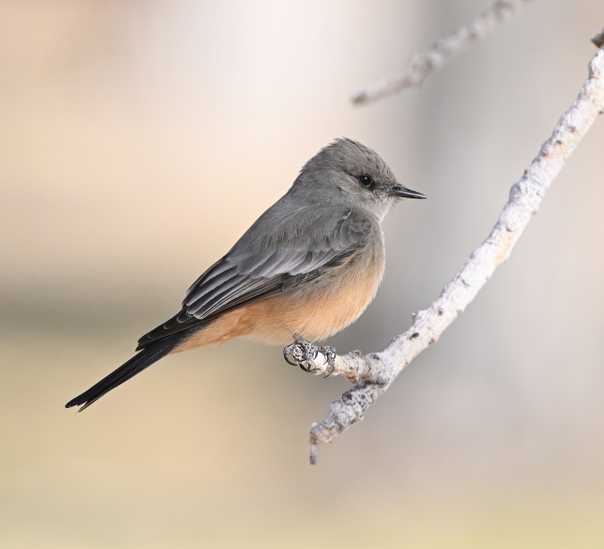 Say's Phoebe - ML630977614