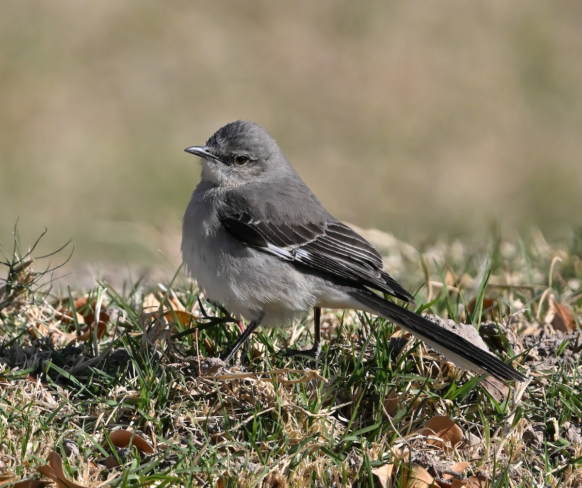 Northern Mockingbird - ML630977668