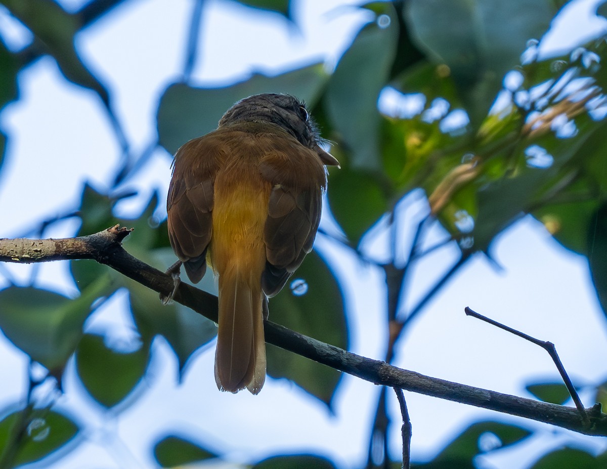 Citron-bellied Attila - ML630977837