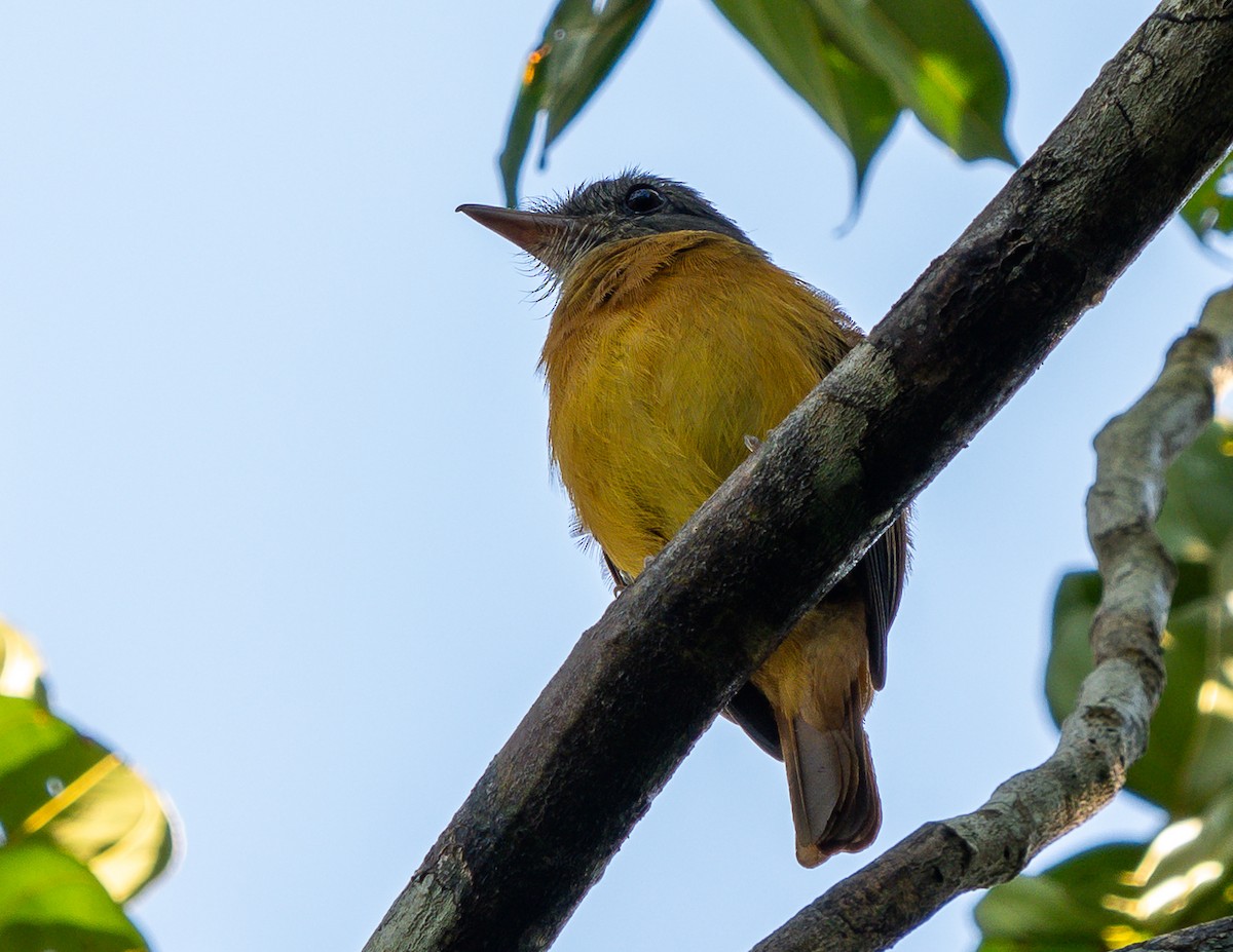 Citron-bellied Attila - ML630977838