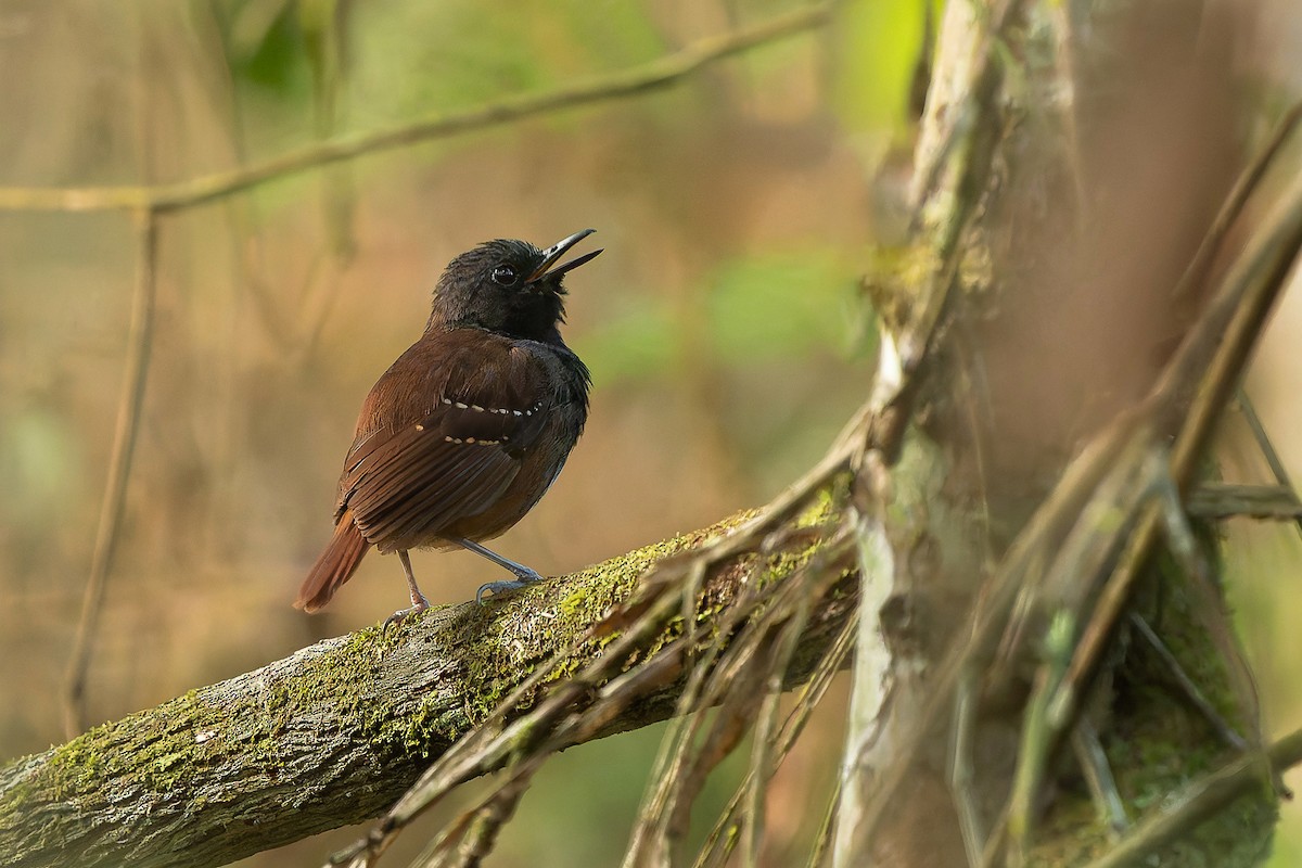 Zimmer's Antbird - ML630977981