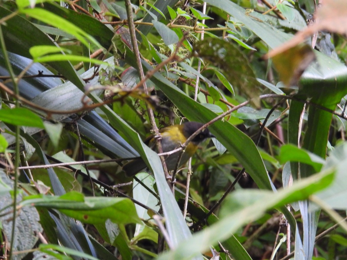 Common Chlorospingus (Northern Andes) - ML630977995