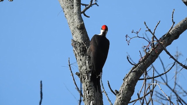 Picamaderos Norteamericano - ML630978076