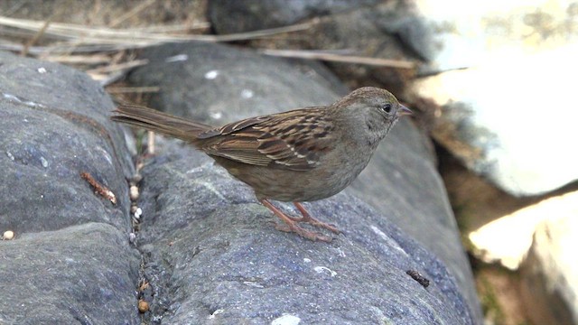 Golden-crowned Sparrow - ML630978118