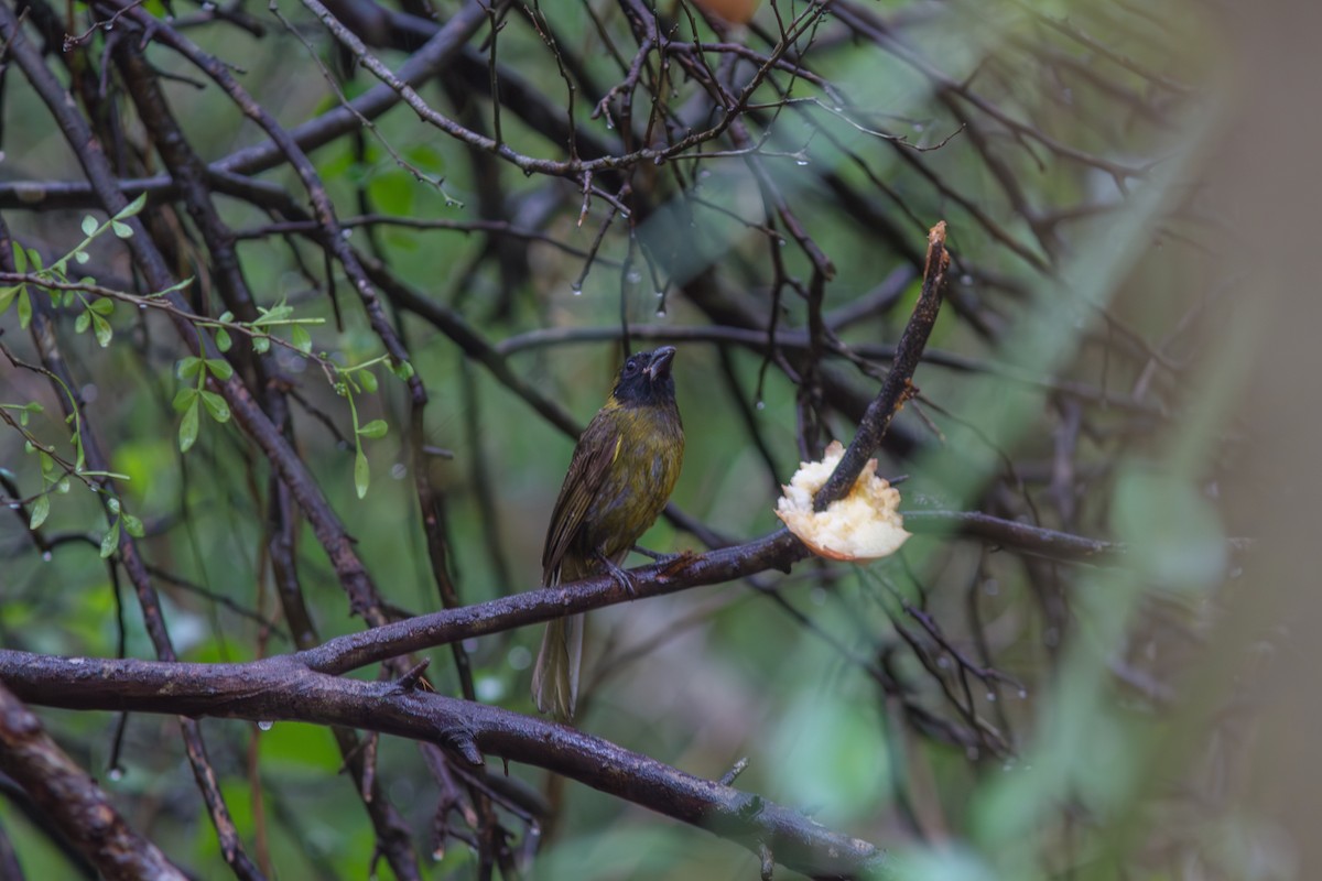 Crimson-collared Grosbeak - ML630978239