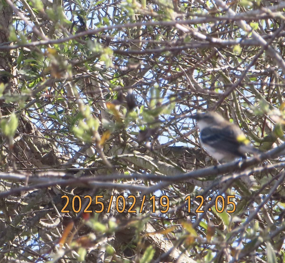 lesňáček žlutoskvrnný (ssp. coronata) - ML630978257