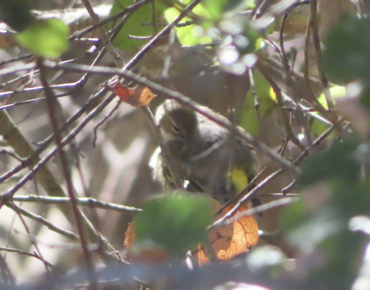 lesňáček žlutoskvrnný (ssp. coronata) - ML630978282