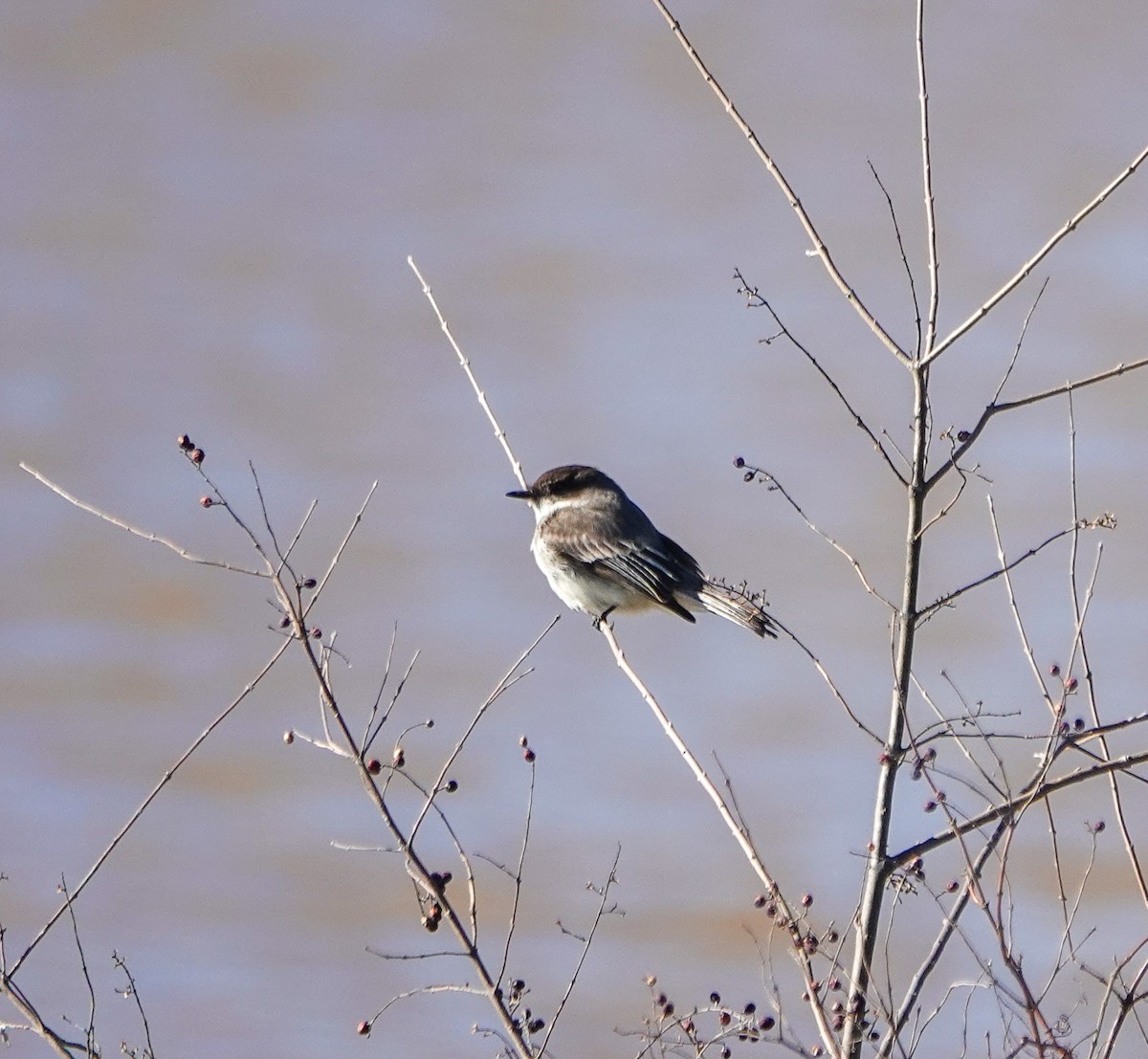 Eastern Phoebe - ML630978287