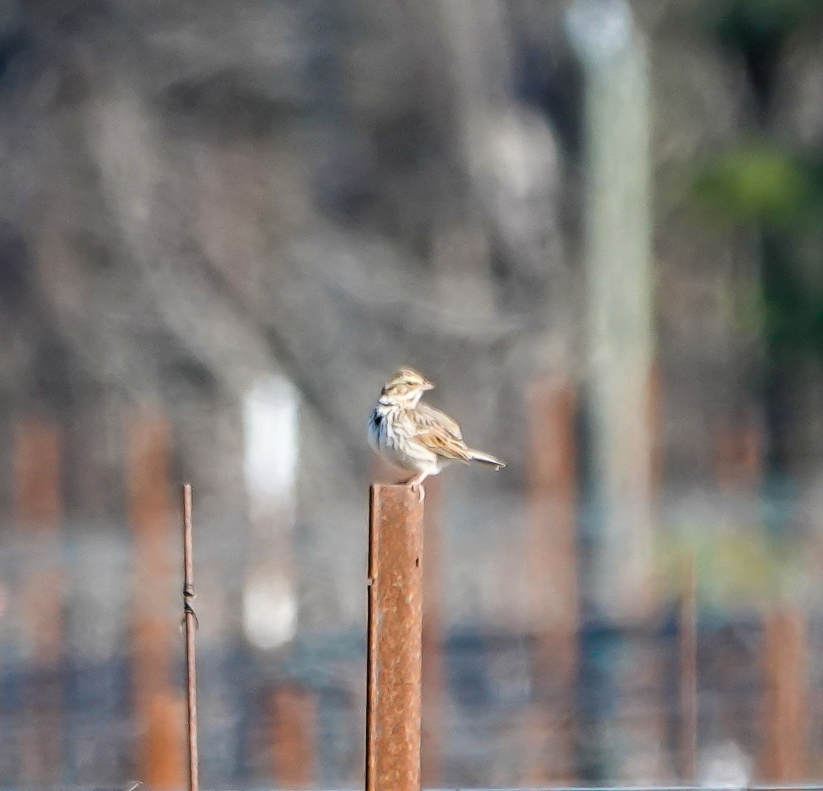 Savannah Sparrow - ML630978291