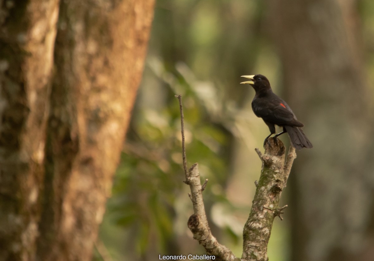 Red-rumped Cacique - ML630978446