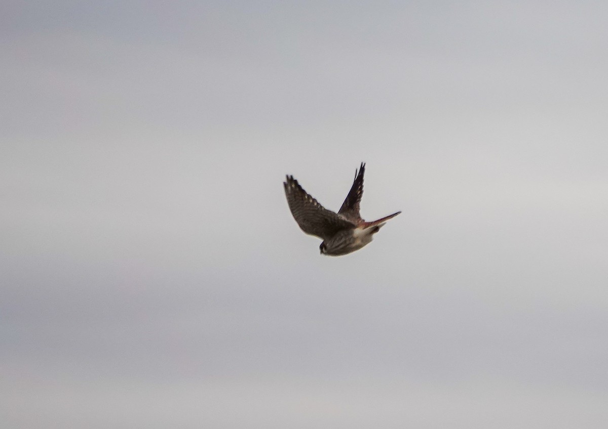 American Kestrel - ML630978504