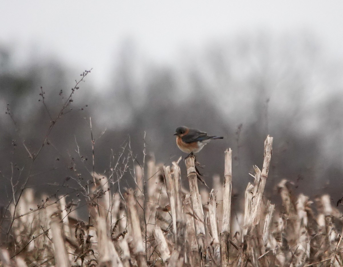 Eastern Bluebird - ML630978509
