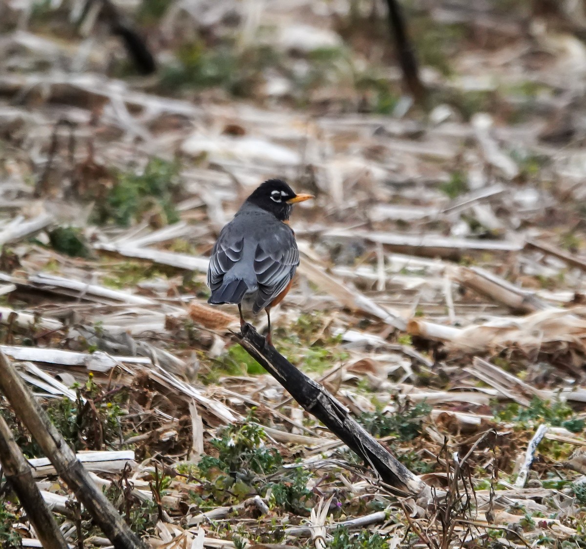 American Robin - ML630978514
