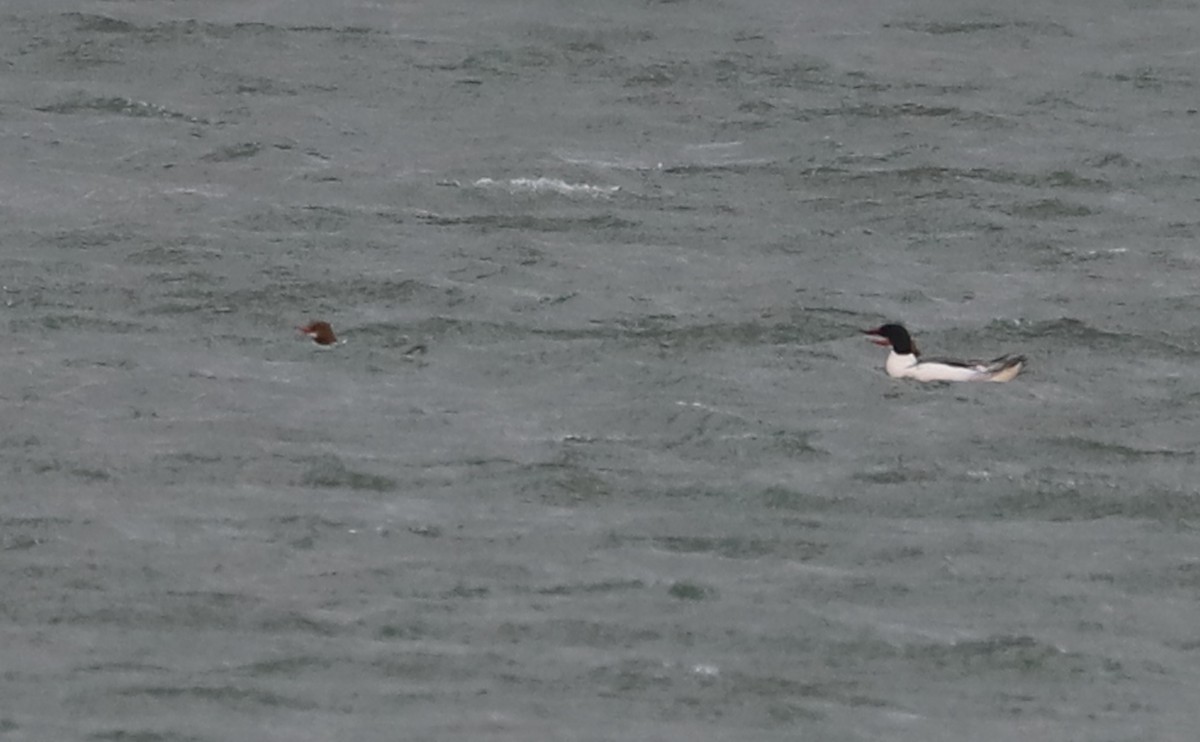 Common Merganser (North American) - ML630978648