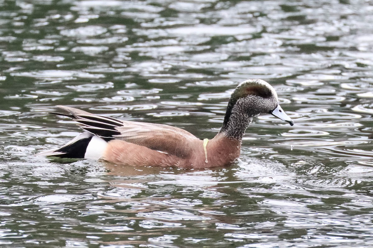 American Wigeon - ML630978649