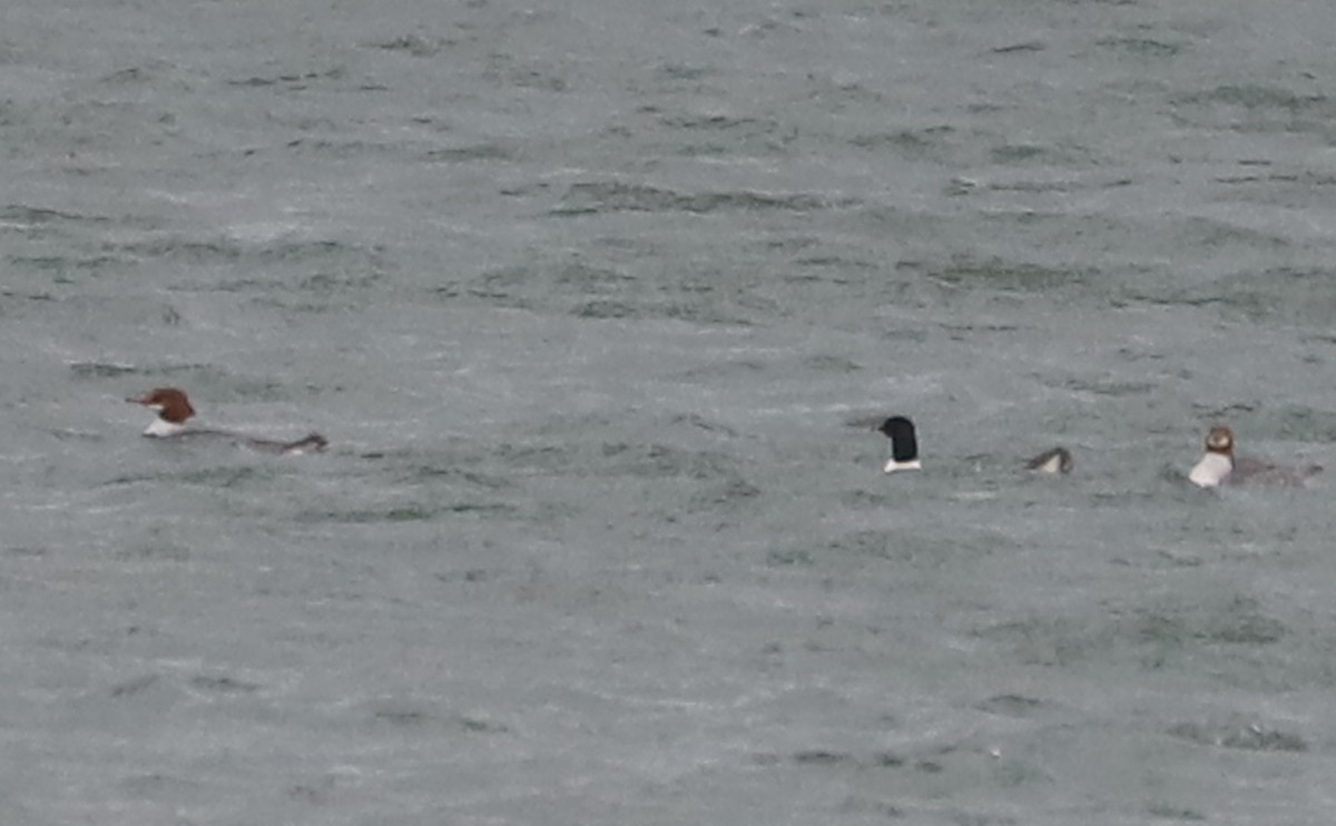 Common Merganser (North American) - ML630978650