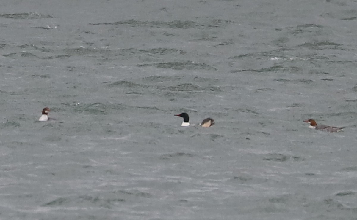 Common Merganser (North American) - ML630978655