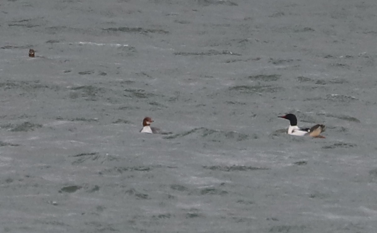 Common Merganser (North American) - ML630978656