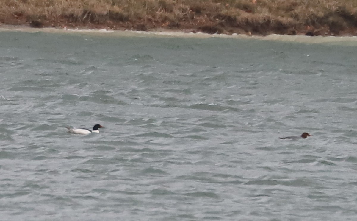 Common Merganser (North American) - ML630978668