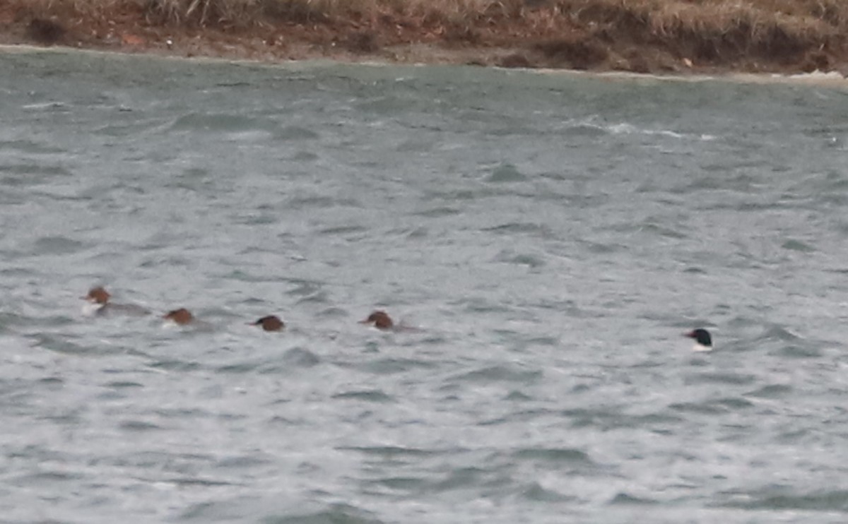 Common Merganser (North American) - ML630978673