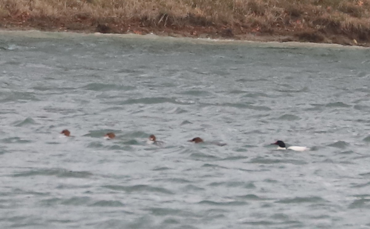 Common Merganser (North American) - ML630978677