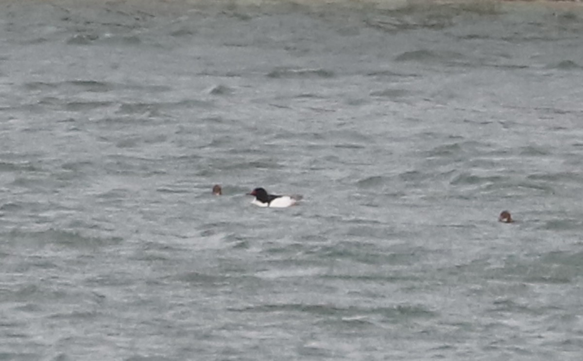 Common Merganser (North American) - ML630978682