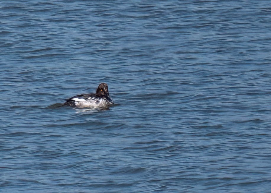 Common Goldeneye - ML630978740