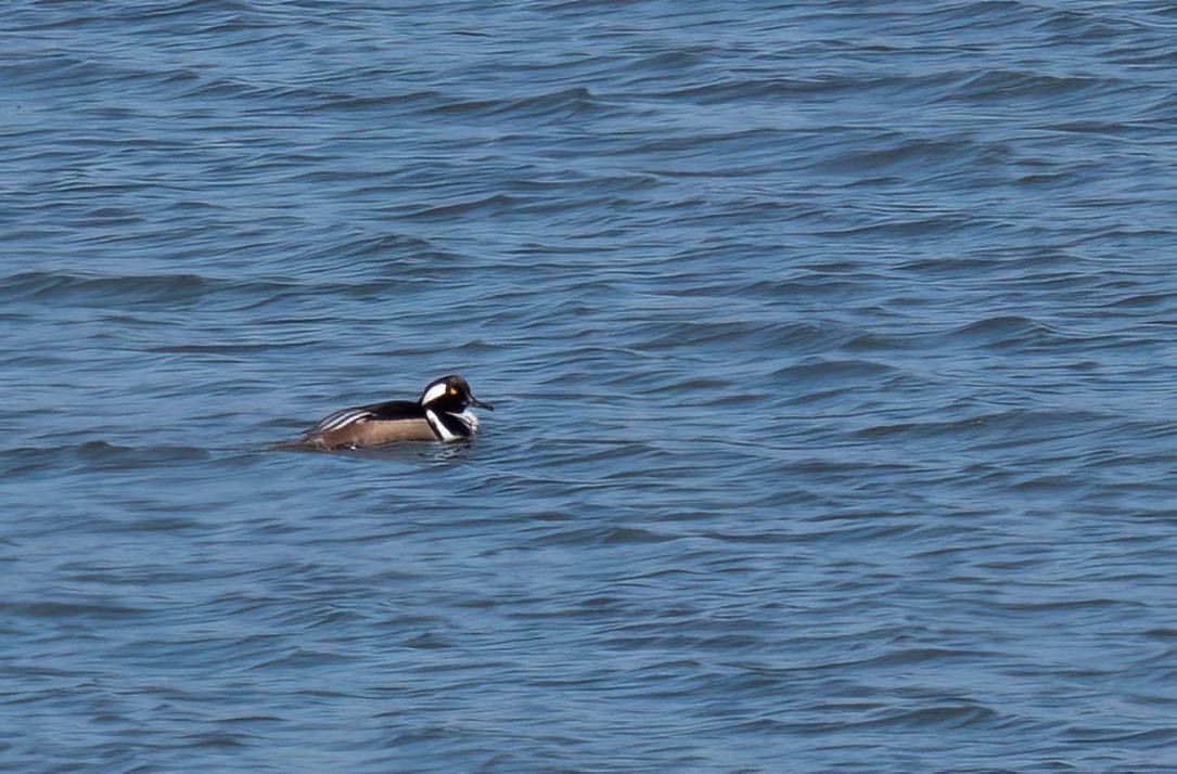 Hooded Merganser - ML630978747