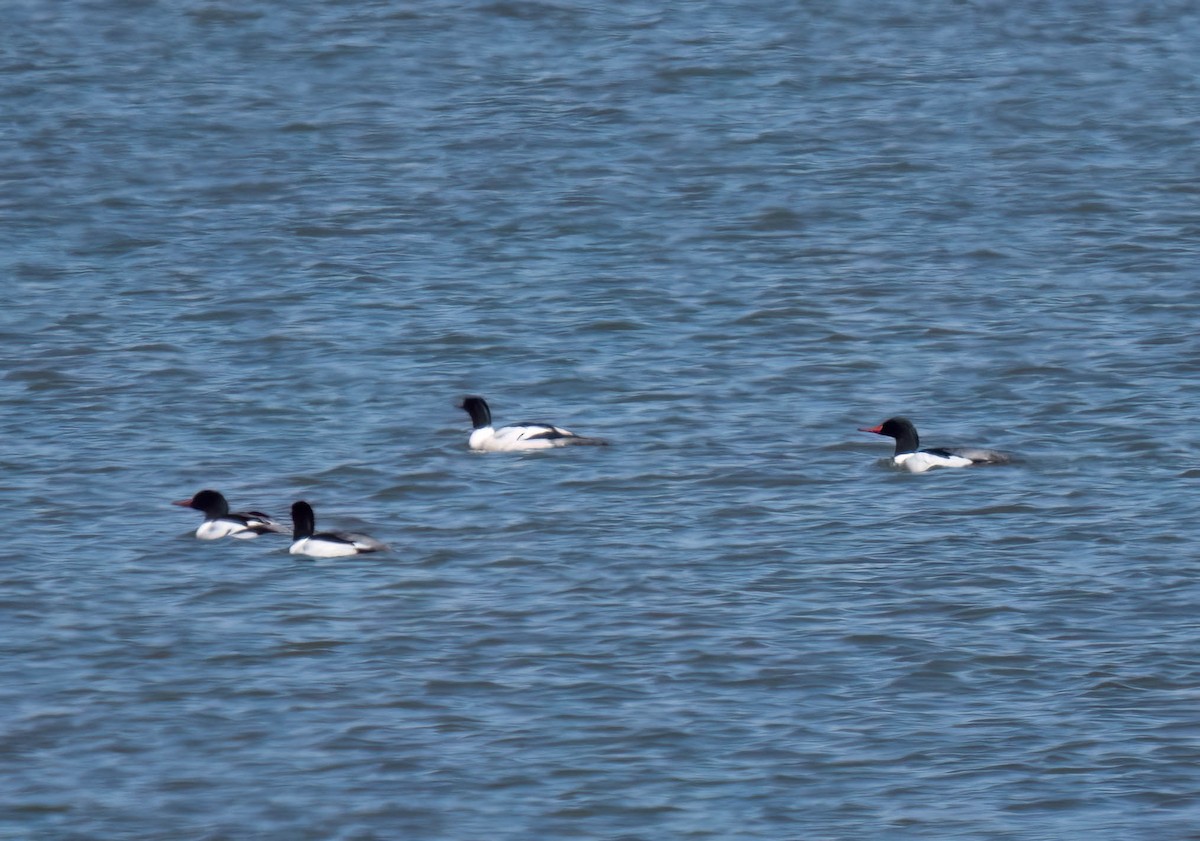 Common Merganser - ML630978777