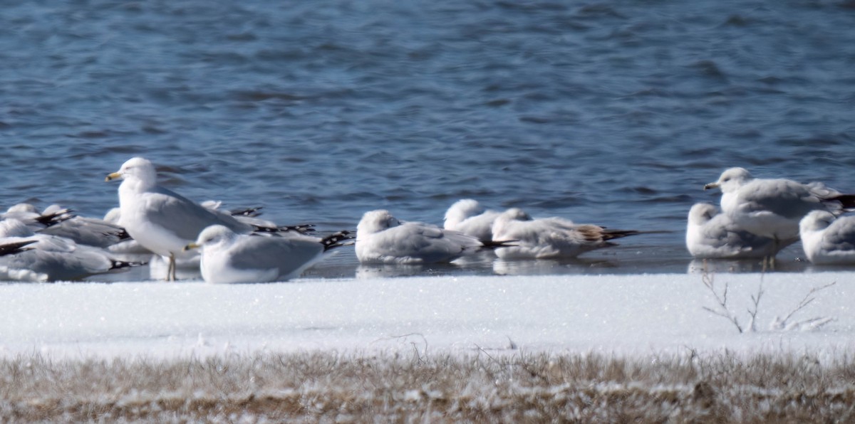 Ring-billed Gull - ML630978782