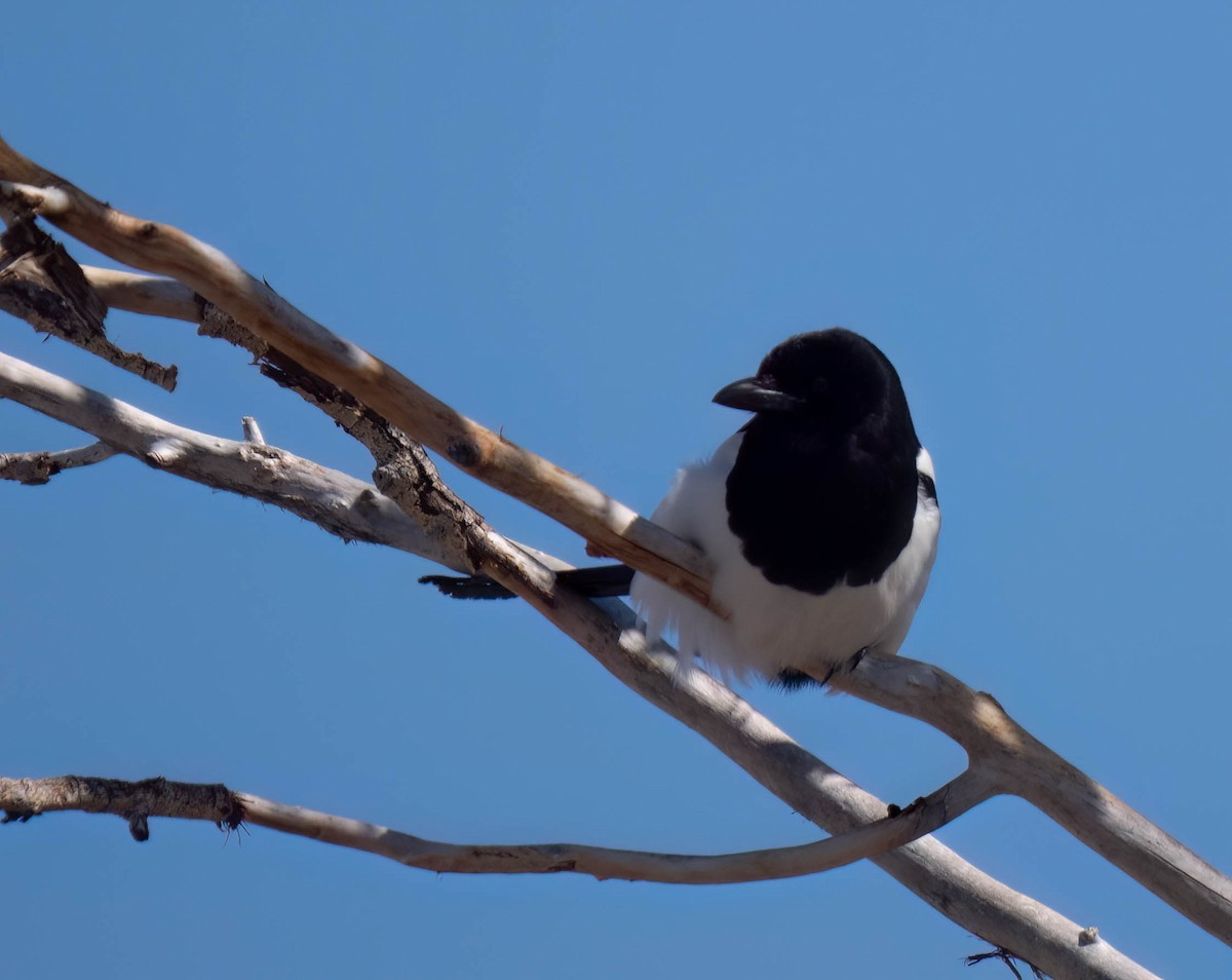 Black-billed Magpie - ML630978853