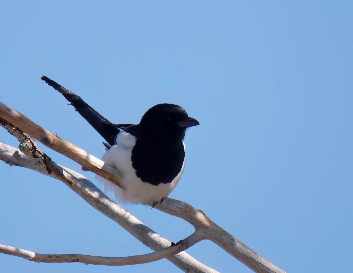 Black-billed Magpie - ML630978855