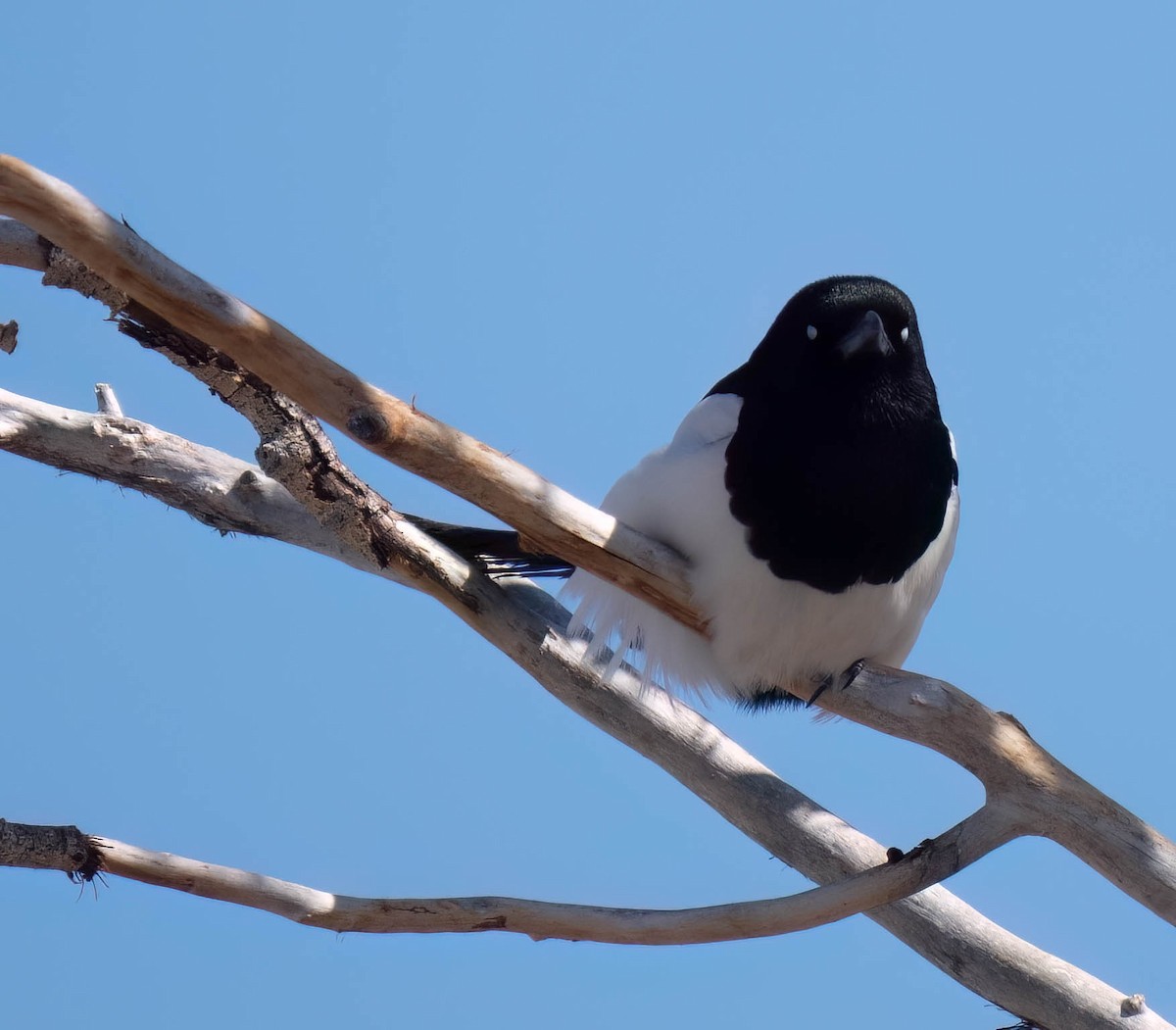 Black-billed Magpie - ML630978857