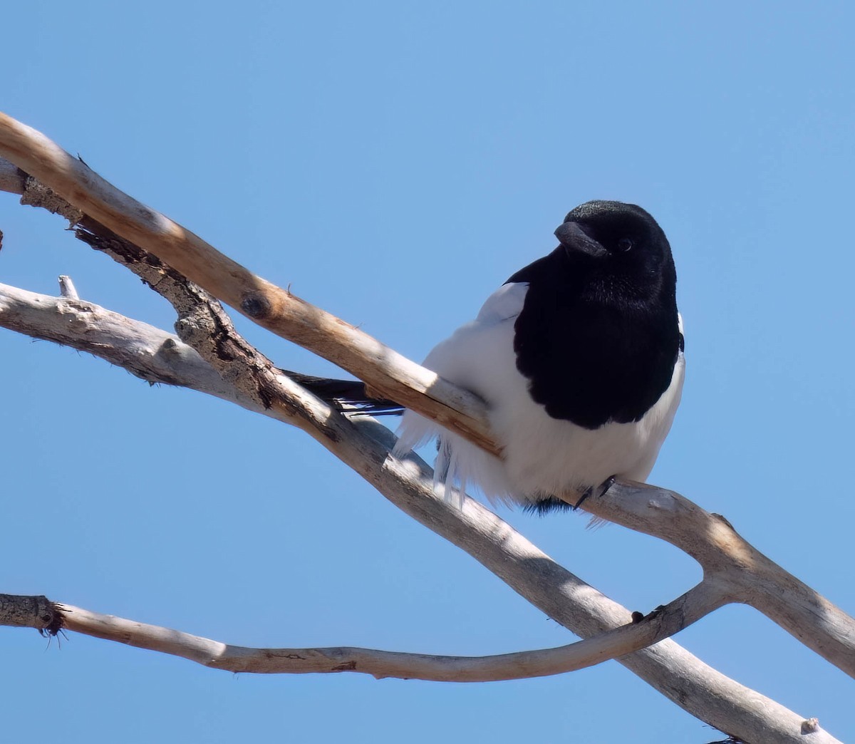 Black-billed Magpie - ML630978867