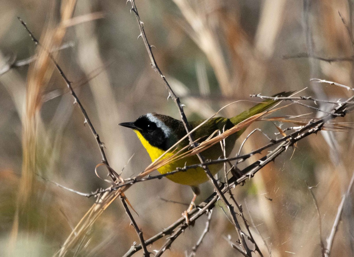 Common Yellowthroat - ML630978892