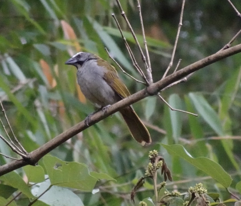 Buff-throated Saltator - ML630979026