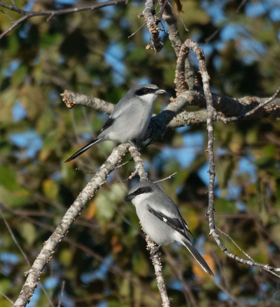 Loggerhead Shrike - ML630979373