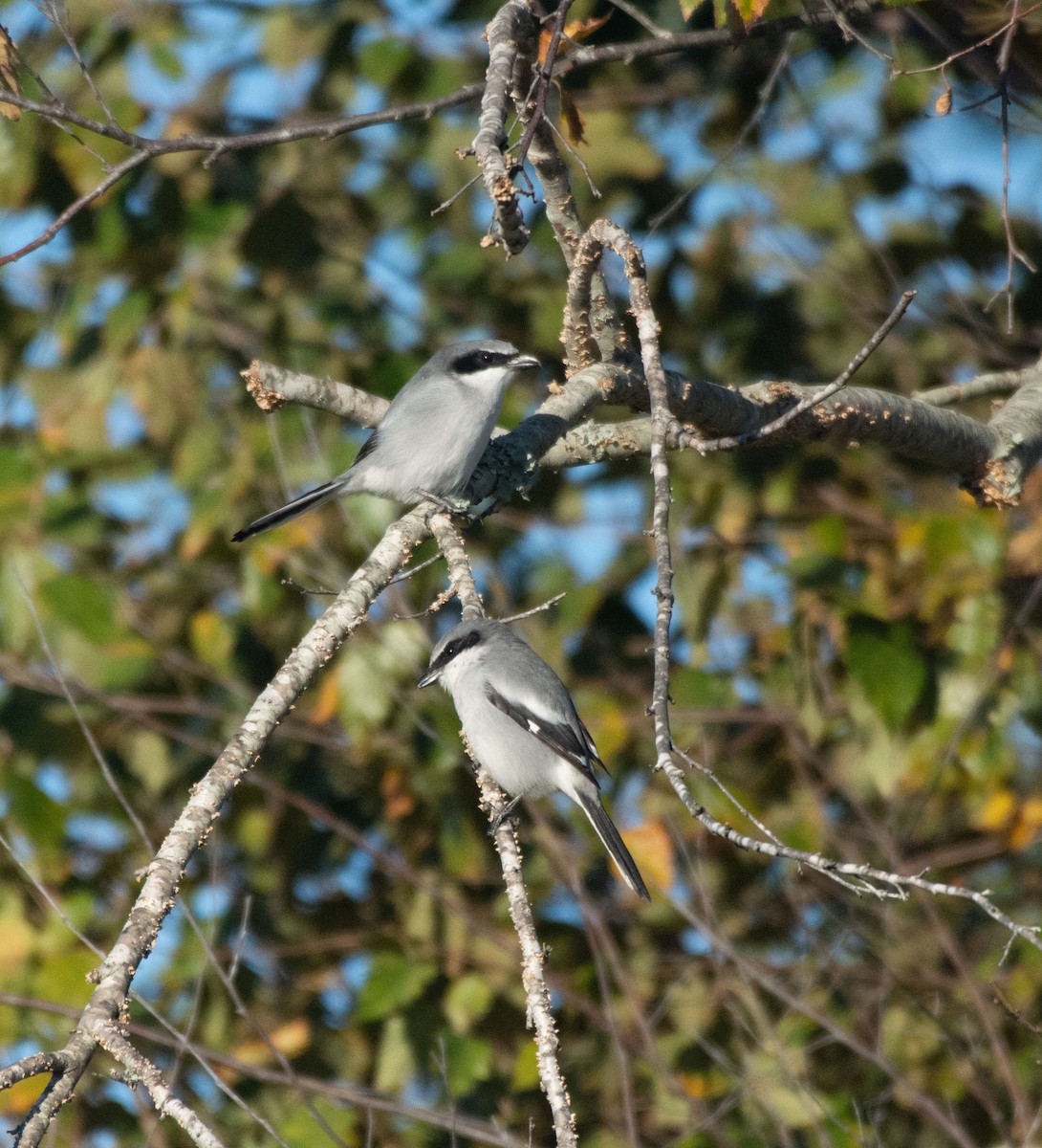 Loggerhead Shrike - ML630979374