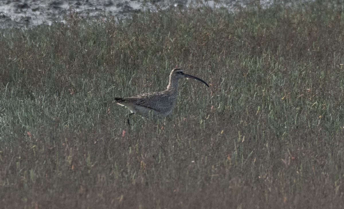 Hudsonian Whimbrel - ML630979481