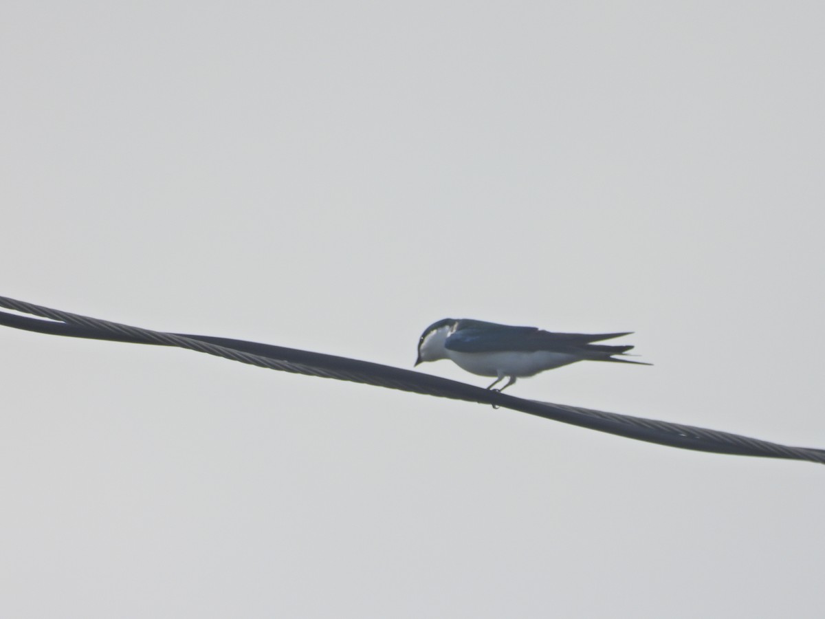 Bahama Swallow - ML630979556