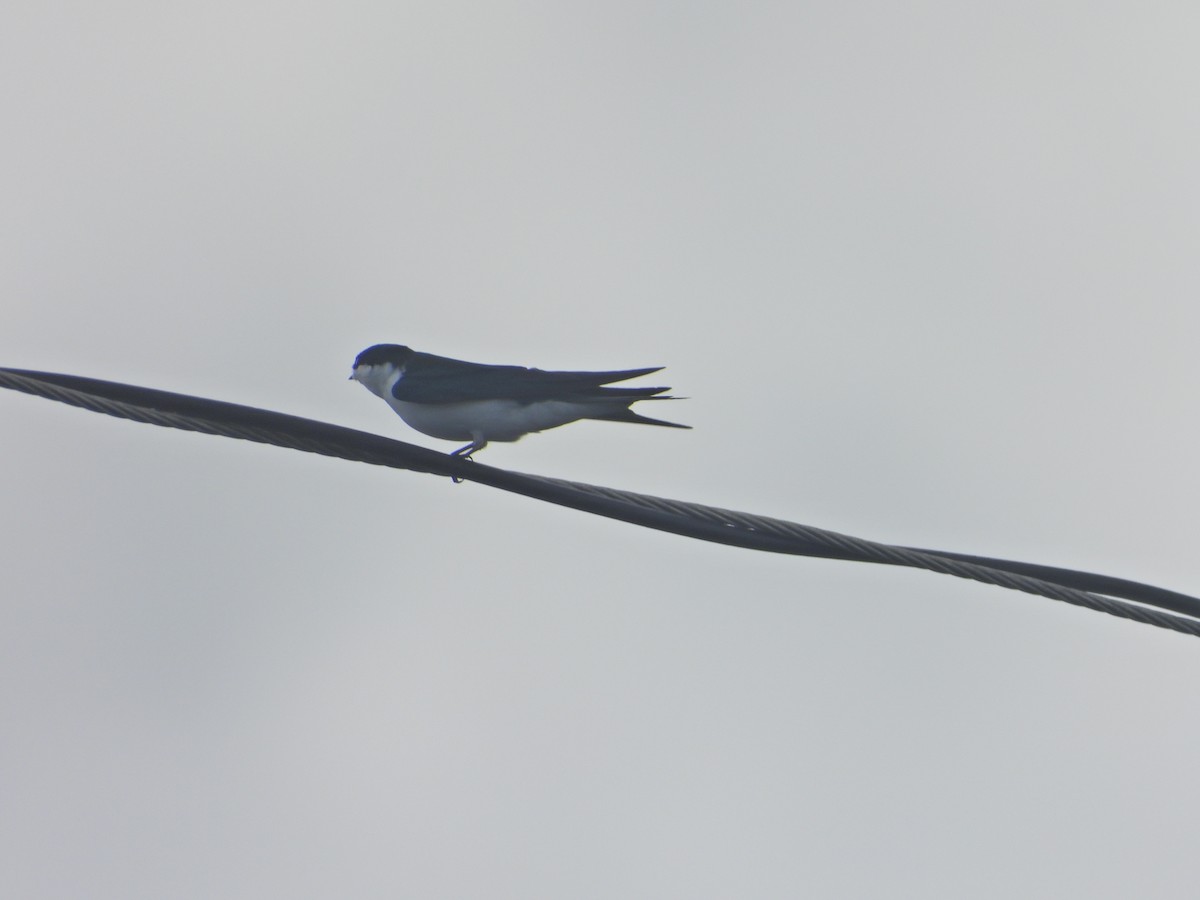 Bahama Swallow - ML630979559