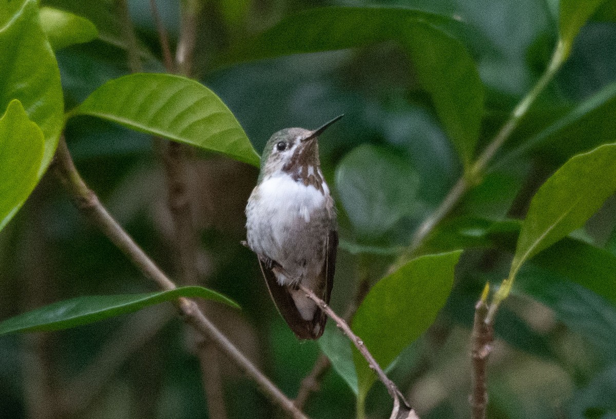 Calliope Hummingbird - ML630979578
