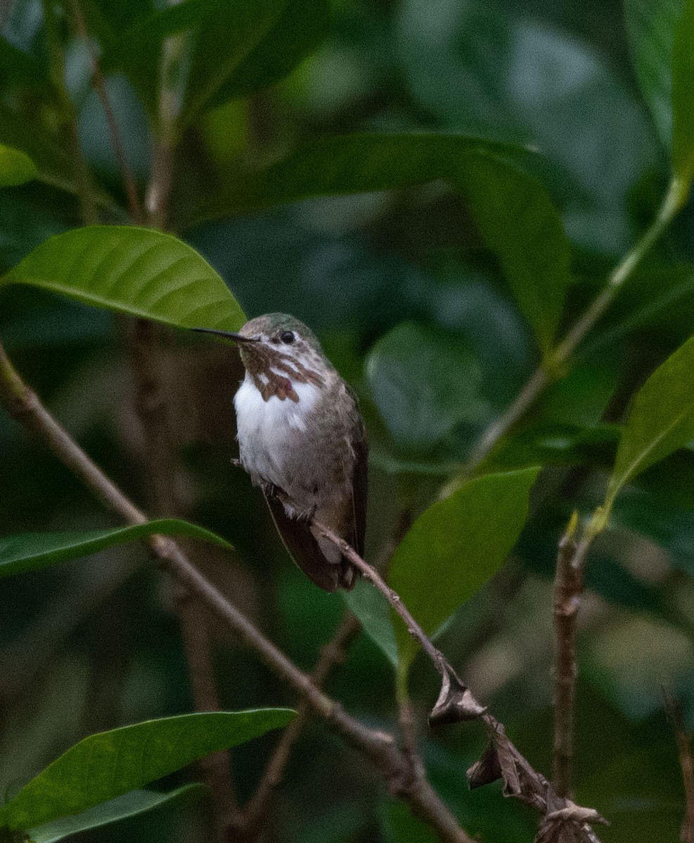 Calliope Hummingbird - ML630979579